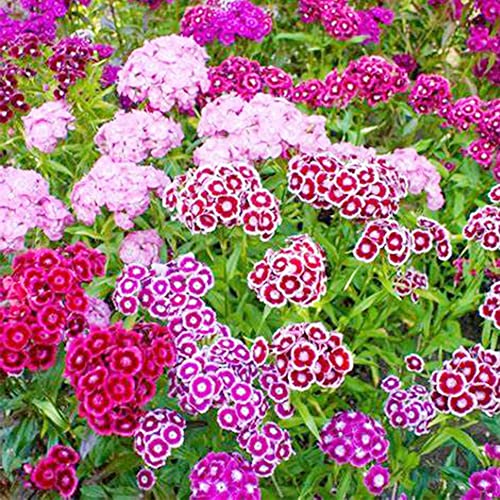 QAUZUY GARDEN 3000 Seeds Mixed Dianthus Seeds Carnation Gillyflower Sweet William Garden Clove Cheddar Pinks Seeds- Perennial Hardy Easy Growing Flower