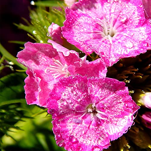 QAUZUY GARDEN 3000 Seeds Mixed Dianthus Seeds Carnation Gillyflower Sweet William Garden Clove Cheddar Pinks Seeds- Perennial Hardy Easy Growing Flower