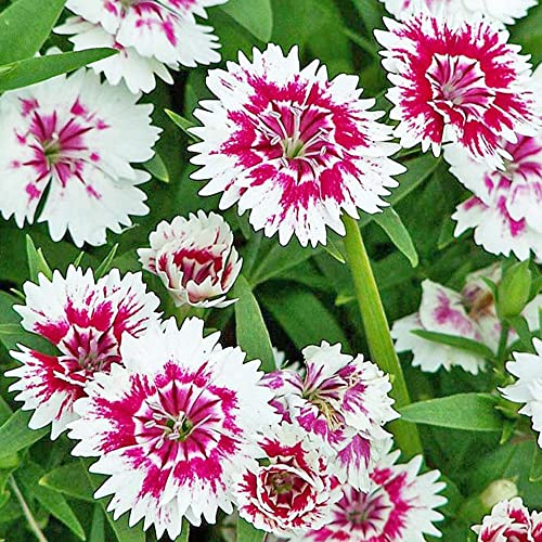 QAUZUY GARDEN 3000 Seeds Mixed Dianthus Seeds Carnation Gillyflower Sweet William Garden Clove Cheddar Pinks Seeds- Perennial Hardy Easy Growing Flower