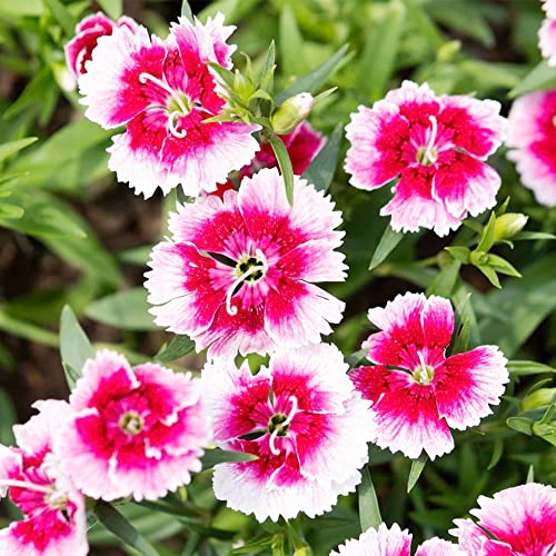 QAUZUY GARDEN 3000 Seeds Mixed Dianthus Seeds Carnation Gillyflower Sweet William Garden Clove Cheddar Pinks Seeds- Perennial Hardy Easy Growing Flower