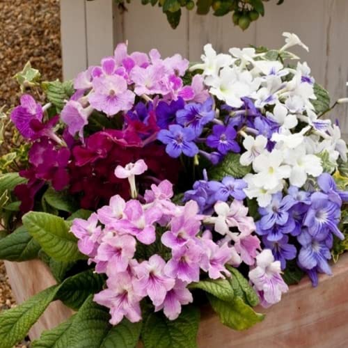 CHUXAY GARDEN Mix Streptocarpus Glandulosissimus,Cape Primrose 100 Seeds White Pink Purple Red Lovely Flowers Showy Accent Plant Easy to Grow & Maintain