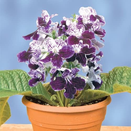 CHUXAY GARDEN Mix Streptocarpus Glandulosissimus,Cape Primrose 100 Seeds White Pink Purple Red Lovely Flowers Showy Accent Plant Easy to Grow & Maintain