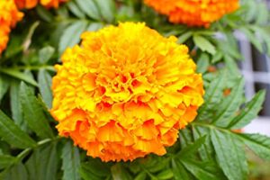 david’s garden seeds flower marigold coco gold 7492 (multi) 25 non-gmo, heirloom seeds