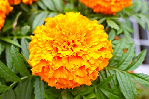 David's Garden Seeds Flower Marigold Coco Gold 7492 (Multi) 25 Non-GMO, Heirloom Seeds