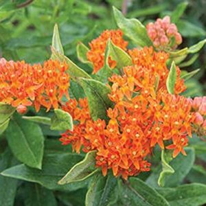 David's Garden Seeds Flower Asclepias Pleurisy Root 2233 (Orange) 100 Non-GMO, Heirloom Seeds