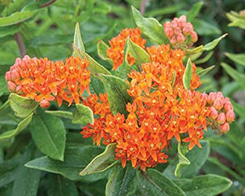 David's Garden Seeds Flower Asclepias Pleurisy Root 2233 (Orange) 100 Non-GMO, Heirloom Seeds