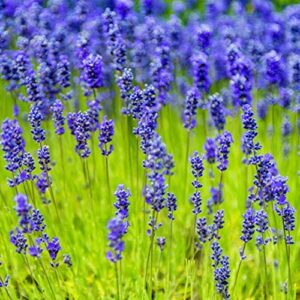 outsidepride lavandula angustifolia lavender munstead fragrant herb garden plant seed – 2000 seeds