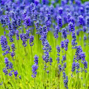 Outsidepride Lavandula Angustifolia Lavender Munstead Fragrant Herb Garden Plant Seed - 2000 Seeds