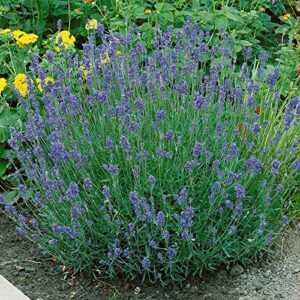Outsidepride Lavandula Angustifolia Lavender Munstead Fragrant Herb Garden Plant Seed - 2000 Seeds