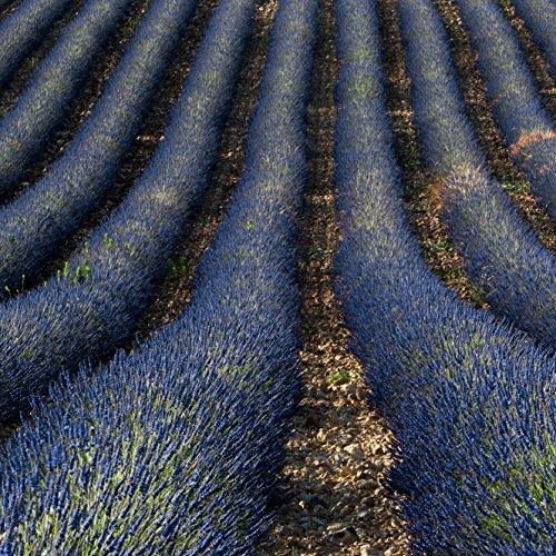 Outsidepride Lavandula Angustifolia Lavender Munstead Fragrant Herb Garden Plant Seed - 2000 Seeds