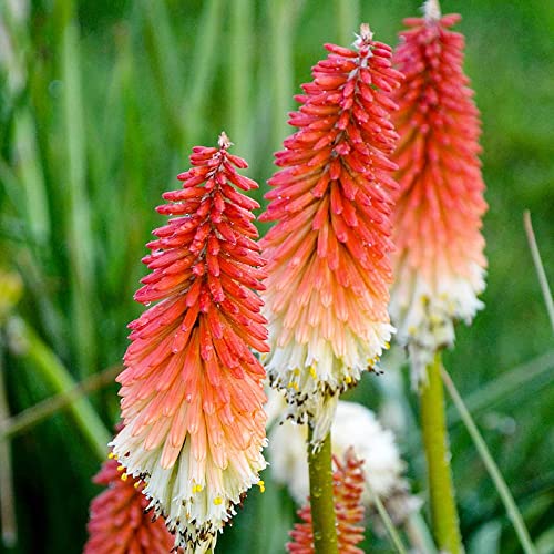 QAUZUY GARDEN 25 Seeds Dwarf Red Hot Pokers Seeds Torch Lily Flower, African Flame Flower, Devil's Poker Kniphofia Triangularis Seeds- Striking Flower for Home Garden