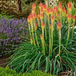 QAUZUY GARDEN 25 Seeds Dwarf Red Hot Pokers Seeds Torch Lily Flower, African Flame Flower, Devil's Poker Kniphofia Triangularis Seeds- Striking Flower for Home Garden