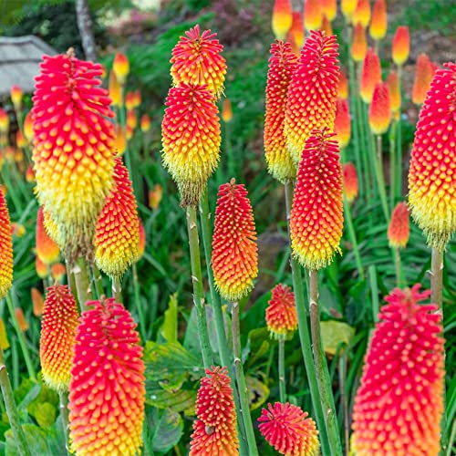 QAUZUY GARDEN 25 Seeds Dwarf Red Hot Pokers Seeds Torch Lily Flower, African Flame Flower, Devil's Poker Kniphofia Triangularis Seeds- Striking Flower for Home Garden