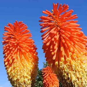 QAUZUY GARDEN 25 Seeds Dwarf Red Hot Pokers Seeds Torch Lily Flower, African Flame Flower, Devil's Poker Kniphofia Triangularis Seeds- Striking Flower for Home Garden