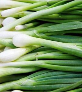 300 tokyo long white bunching onion seeds | non-gmo | fresh garden seeds