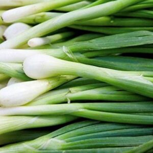 300 Tokyo Long White Bunching Onion Seeds | Non-GMO | Fresh Garden Seeds