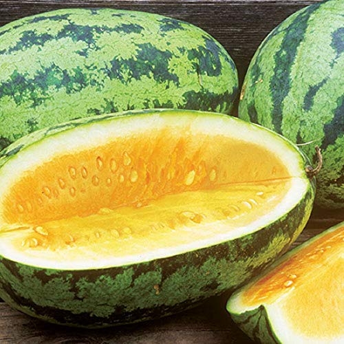 David's Garden Seeds Fruit Watermelon Orangeglo 9384 (Orange) 25 Non-GMO, Heirloom Seeds