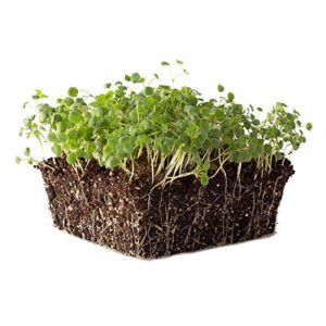 salad burnet herb garden seeds – 1 g packet ~100 seeds – non-gmo, heirloom herb gardening & microgreens seeds
