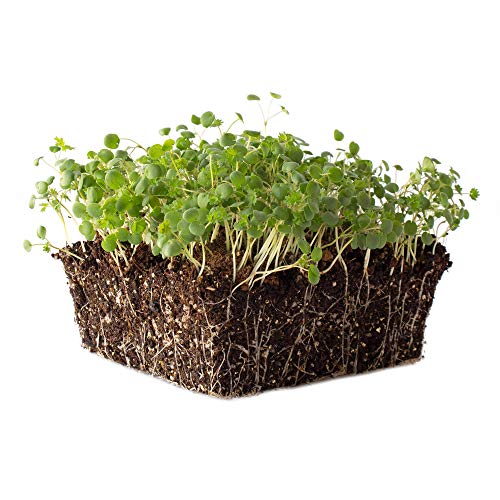 Salad Burnet Herb Garden Seeds - 1 g Packet ~100 Seeds - Non-GMO, Heirloom Herb Gardening & Microgreens Seeds