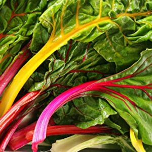 Rainbow Swiss Chard Seeds, 300+ Heirloom Seeds Per Packet, (Isla's Garden Seeds), Non GMO Seeds, Botanical Name: Beta vulgaris subsp. cicla