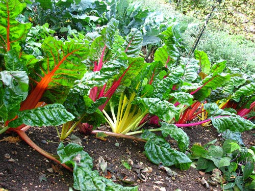 Rainbow Swiss Chard Seeds, 300+ Heirloom Seeds Per Packet, (Isla's Garden Seeds), Non GMO Seeds, Botanical Name: Beta vulgaris subsp. cicla