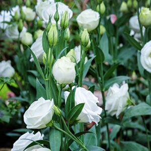 outsidepride lisianthus sapphire white aka texas bluebell or prairie gentian garden flowers – 50 seeds