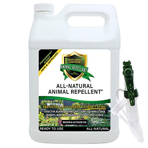 Natural Armor Animal & Rodent Repellent Spray. Repels Skunks, Raccoons, Rats, Mice, Deer Rodents & Critters. Repeller & Deterrent in Powerful Peppermint Formula – 128 Fl Oz Gallon Ready to Use