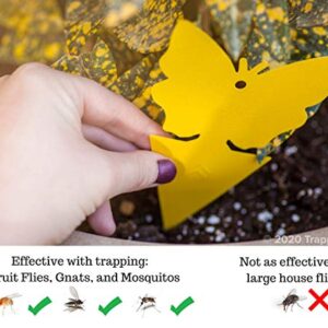 Trappify Sticky Gnat and Fly Traps, Fly Stick Strap & Window Fly Trap for Outdoor and Indoor Home Pest Control - Fly, Gnats, Moths and Other Flying Insects Trap with Extra Sticky Adhesive - 18 Traps