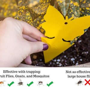 Trappify Sticky Gnat Traps, Window Fly Traps & Moth Traps for Outdoor & Indoor Home Pest Control - Fly, Gnats, Moths and Other Flying Insects Disposable Trap with Extra Sticky Adhesive - 20 Traps