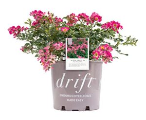 drift roses – rosa pink drift (rose) rose, pink flowers, #2 – size container