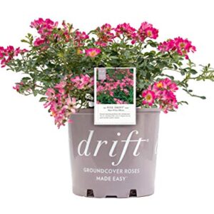 Drift Roses - Rosa Pink Drift (Rose) Rose, pink flowers, #2 - Size Container