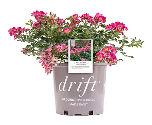 Drift Roses - Rosa Pink Drift (Rose) Rose, pink flowers, #2 - Size Container