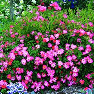 Drift Roses - Rosa Pink Drift (Rose) Rose, pink flowers, #2 - Size Container