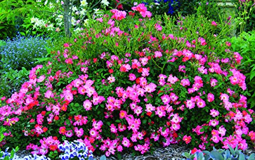 Drift Roses - Rosa Pink Drift (Rose) Rose, pink flowers, #2 - Size Container