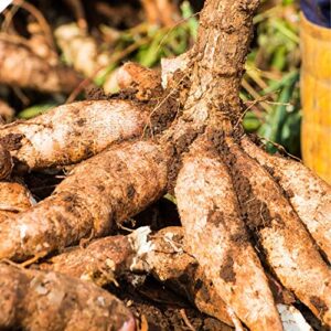 qauzuy garden 10 cassava manioc mandioca seeds(manihot esculenta), yuca, tapioca plant seeds – highly nutritious heirloom vegetable seeds – easy to grow & harvest