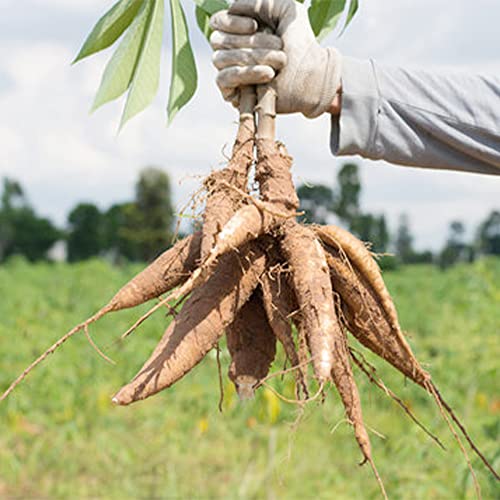 QAUZUY GARDEN 10 Cassava Manioc Mandioca Seeds(Manihot Esculenta), Yuca, Tapioca Plant Seeds - Highly Nutritious Heirloom Vegetable Seeds - Easy to Grow & Harvest