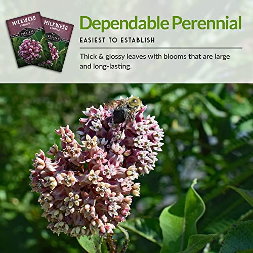 SURVIVAL GARDEN SEEDS Common Milkweed Seeds for Planting - 5 Packs with Instructions Grow Asclepias Syriaca Wildflowers - Attract Monarch Butterflies & Help Conservation Non-GMO Heirloom Variety