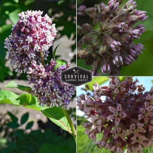 SURVIVAL GARDEN SEEDS Common Milkweed Seeds for Planting - 5 Packs with Instructions Grow Asclepias Syriaca Wildflowers - Attract Monarch Butterflies & Help Conservation Non-GMO Heirloom Variety