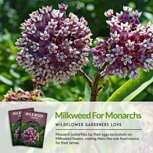 SURVIVAL GARDEN SEEDS Common Milkweed Seeds for Planting - 5 Packs with Instructions Grow Asclepias Syriaca Wildflowers - Attract Monarch Butterflies & Help Conservation Non-GMO Heirloom Variety