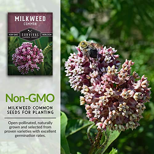 SURVIVAL GARDEN SEEDS Common Milkweed Seeds for Planting - 5 Packs with Instructions Grow Asclepias Syriaca Wildflowers - Attract Monarch Butterflies & Help Conservation Non-GMO Heirloom Variety