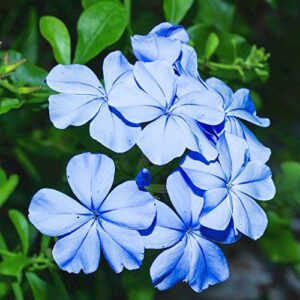 yegaol garden 10pcs blue plumbago seeds perennial leadwort non-gmo hardy home garden plant flower seeds