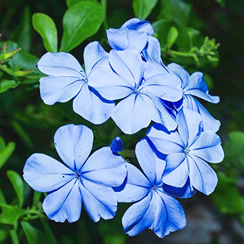 YEGAOL Garden 10Pcs Blue Plumbago Seeds Perennial Leadwort Non-GMO Hardy Home Garden Plant Flower Seeds