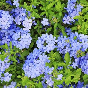 YEGAOL Garden 10Pcs Blue Plumbago Seeds Perennial Leadwort Non-GMO Hardy Home Garden Plant Flower Seeds