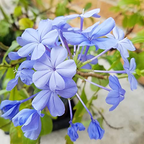 YEGAOL Garden 10Pcs Blue Plumbago Seeds Perennial Leadwort Non-GMO Hardy Home Garden Plant Flower Seeds