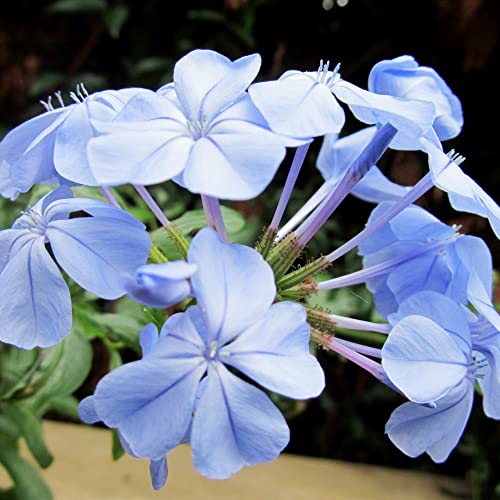 YEGAOL Garden 10Pcs Blue Plumbago Seeds Perennial Leadwort Non-GMO Hardy Home Garden Plant Flower Seeds