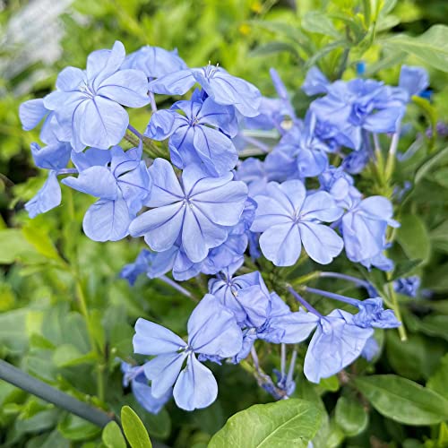 YEGAOL Garden 10Pcs Blue Plumbago Seeds Perennial Leadwort Non-GMO Hardy Home Garden Plant Flower Seeds