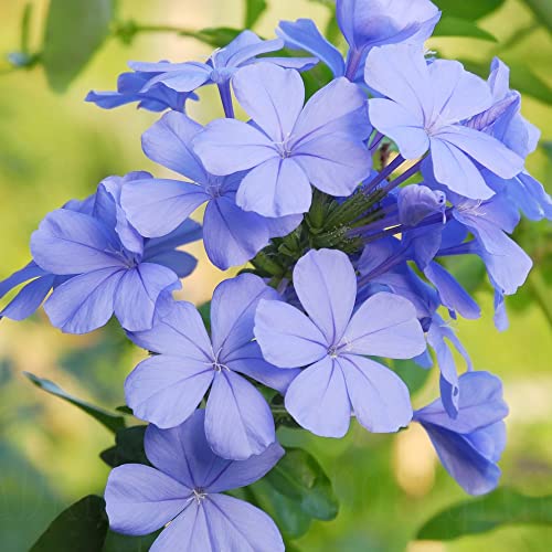 YEGAOL Garden 10Pcs Blue Plumbago Seeds Perennial Leadwort Non-GMO Hardy Home Garden Plant Flower Seeds