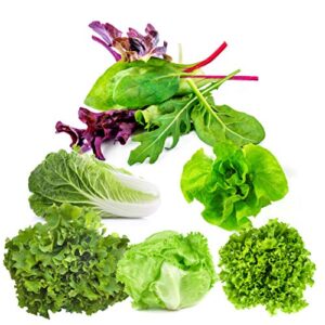 lettuce seeds for planting home garden outdoors – six pack variety mix of romaine – butter – mesclun mix – leaf salad bowl – head iceberg – black seeded simpson!