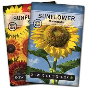 sow right seeds – sunflower garden seed collection for planting outdoors – large individual packets of mammoth sunflower and sunflower mix. non-gmo heirloom seed to grow – wonderful gardening gift