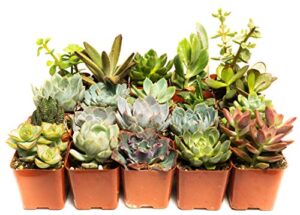 succulent assorted pack- perfect for weddings, party favors, home gardens, and social events by jiimz (20 pack)
